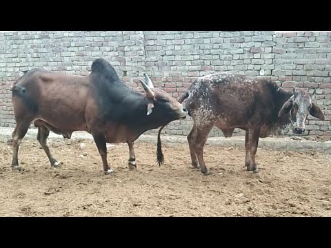 rad cow bull mating ! cow love sex video ! village sex