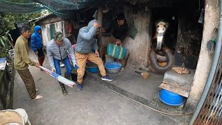 Help the 70-year-old Old Man Acquire King Cobra || Giant King Cobra Hunter