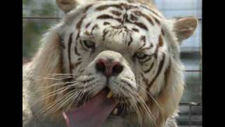 One Step From The Jungle To The Zoo- Dr. Hook