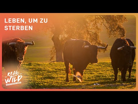 Toro Bravo: Einblicke in die Zucht der legendären Kampfstiere