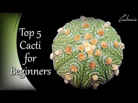 Our Top 5 Beginner Cacti | #Cactus & #Succulents