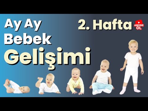 Bebek Gelişimi 2. Hafta – Ay Ay Bebek Gelişimi