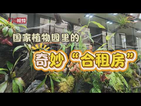 A Bizarre \Roommate\ Setup at the National Botanical Garden: Competition, Cooperation, and Why th...