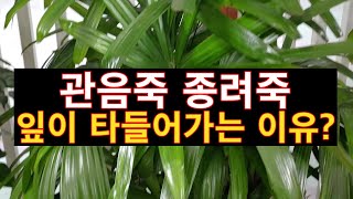 관음죽 종려죽 잎이 타들어가는 이유? ( 실내공기정화식물)