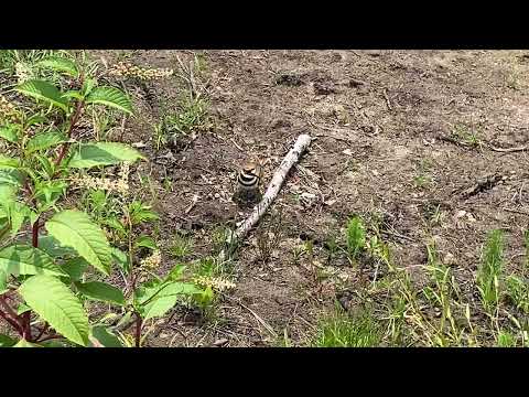 Killdeer Nest Up Close, With Eggs!