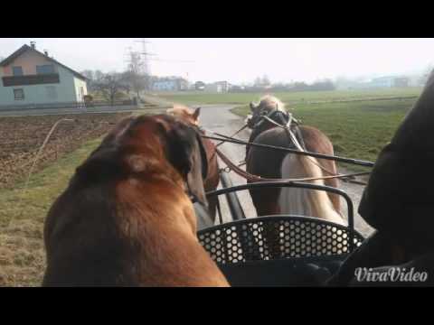 Kohlfuchs Haflinger Luber liz. Steiermark & Stoffl