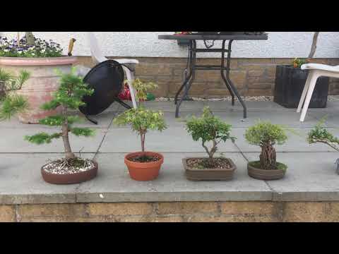 Bonsai summer 2021