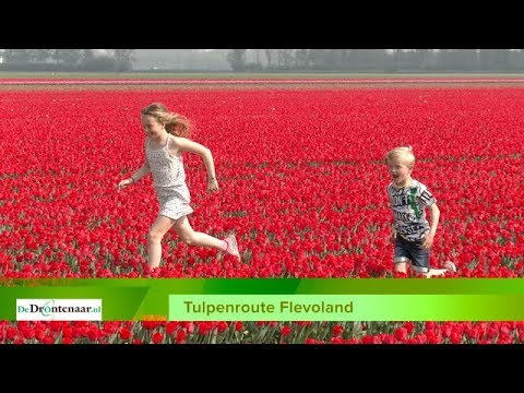 Tulpenroute biedt veel activiteiten: step of fiets huren, ijsje, buitensport, rondleidingen Tulpenroute biedt veel activiteiten: step of fiets huren, ijsje, buitensport, rondleidingen