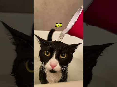 Gatti lavati 🚿 pt.2