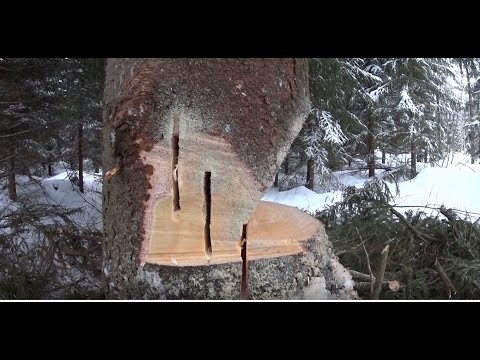 Metsolan Metsäkoulu 245 - Hainkita Puunkaatokikka