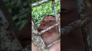 Download lagu Kera nya ngamuk#hunting #vidioviral #vidioshort #berburu #snipersumatrapetualang mp3