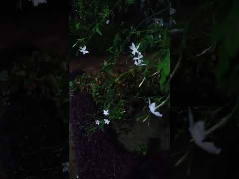 #flowers#nature#viral#natural#garden#night#ytshorts#naturebeauty#shorts #natureshots