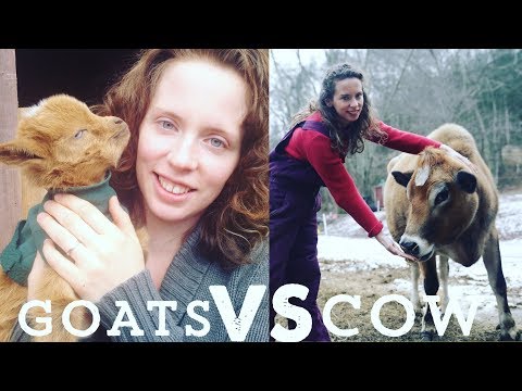 Milking a Mini Jersey VS Milking Goats - Which is right for Your Homestead?