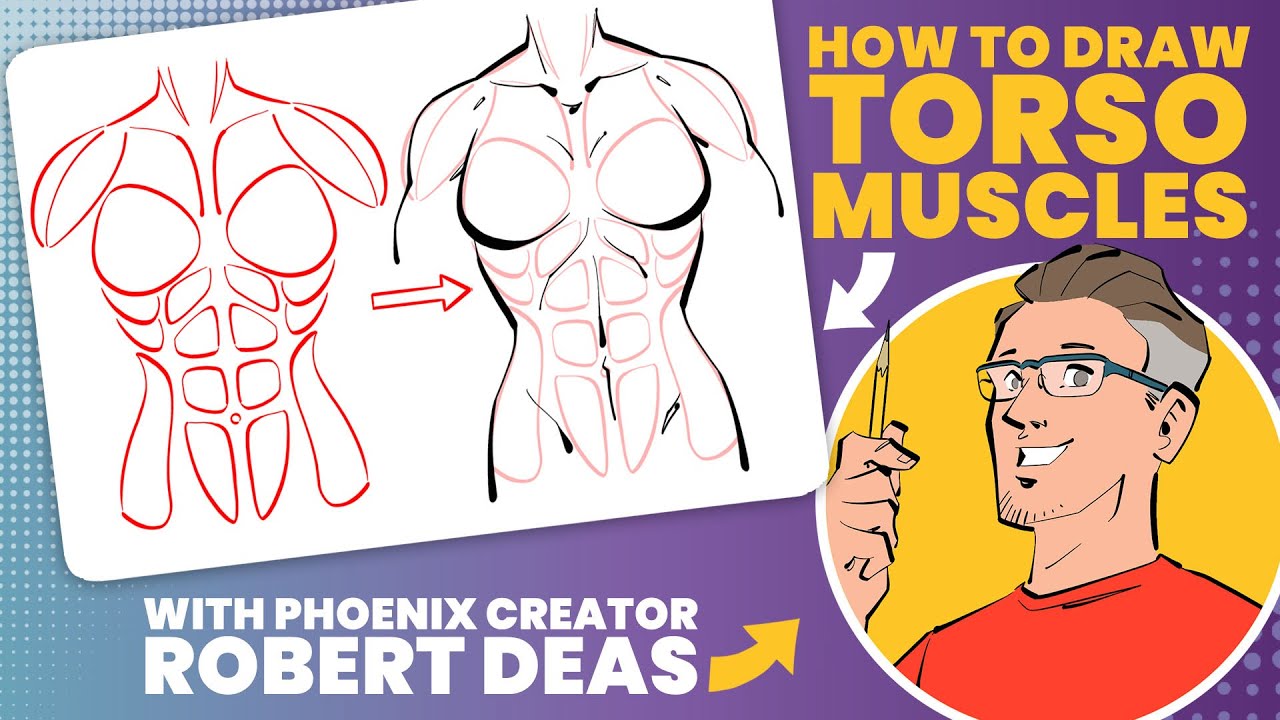 How to draw torso muscles