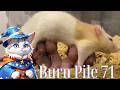 Rat Birth Control | Burn Pile 71