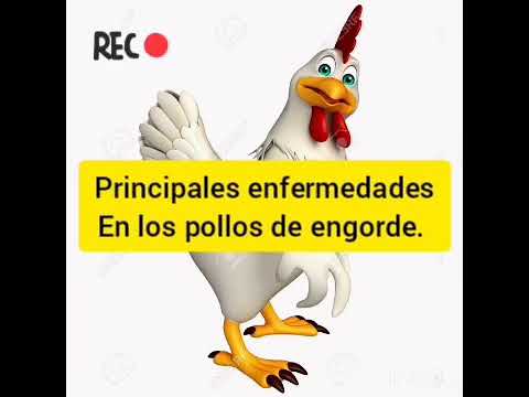 , title : 'Principales enfermedades en los pollos de engorde.'