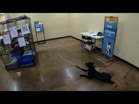 WMK9-Well Mannered K9 LLC video.