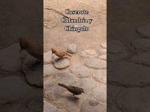 Caserote, Calandria y Chingolo.Esperando que les dé comida.Los Molles.San Luis🇦🇷
