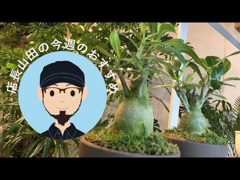 インドの花のチューブ 植物
