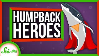 Humpbacks Might Be the Superheroes of the Sea