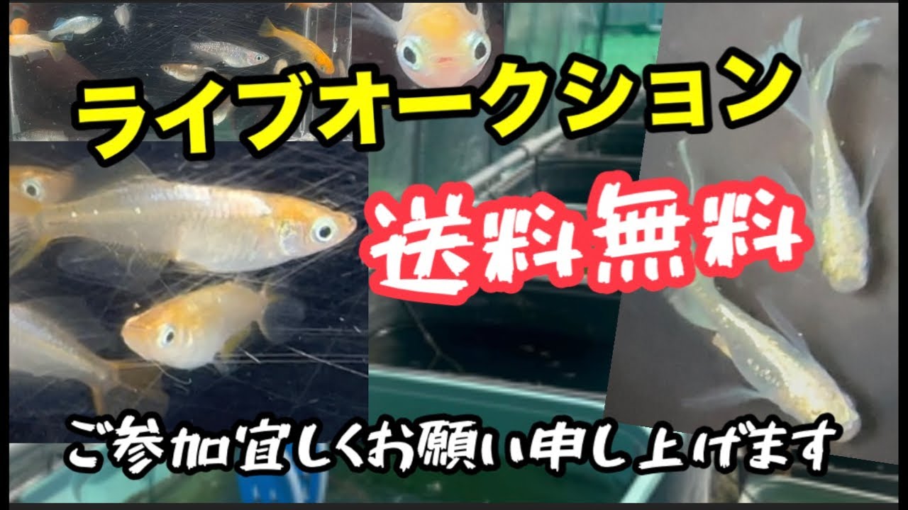 いよいよ！この時が来ました！【メダカ】