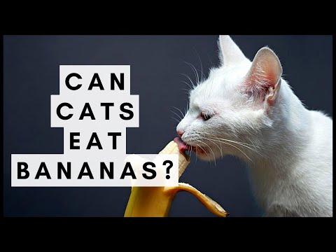 Can Cats Eat Bananas? - YouTube