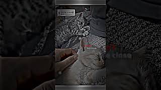 Download lagu galau |kucing sad| #story #sad mp3