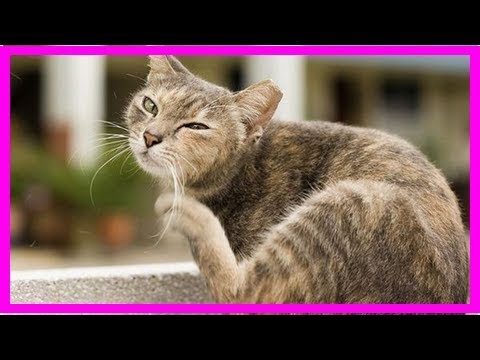How to tell if your cat has fleas: 8 telltale signs