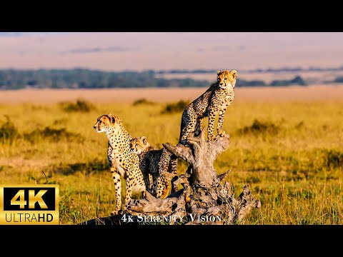 African Wildlife 4K (60FPS): Kruger National Park - Wildlife Safari  Film With Piano Music