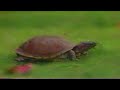 At Home With Animals Long Credits PBS
