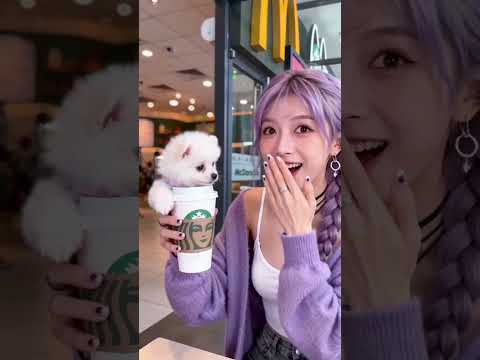 Rumi picked up the lovely teacup dog.#kpopdemonhunters #rumi #kpop #puppy #cutepuppy #puppyvideos