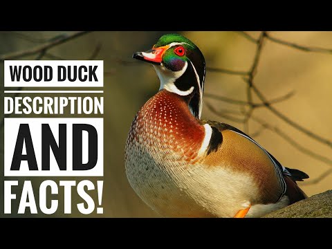 , title : 'Wood duck || Description and Facts!'