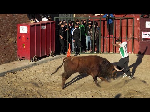 Babilafuente 2022 Suelta de 3 Toros Bravos y El Toro de San Blas