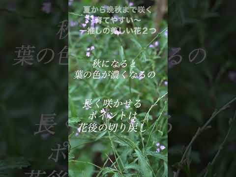 キョウチクトウの根元には何を植えますか？夏の間ずっと花を咲かせる、グラフィックでカラフルな植物のアイデア  庭園