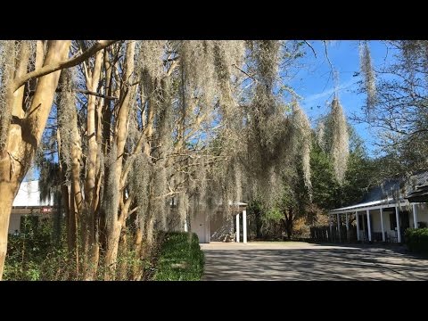 Language programs keeping French alive in Cajun Louisiana