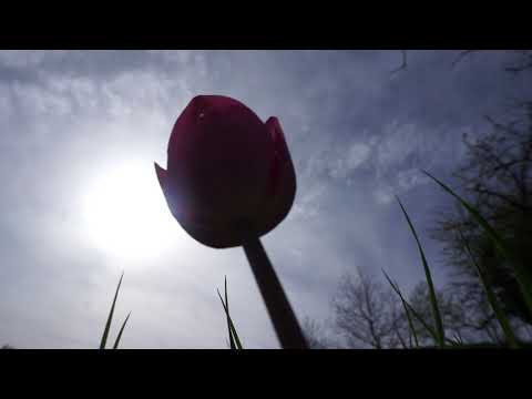 Industrial Dance by Anoxia || Solitary Experiments - Rise and Fall