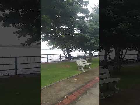 coqueiro seco Maceió alagoas