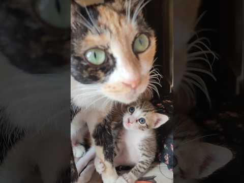 #catlover #cutecatlovers #kittenslovers #kitty #midhuna #entertainment