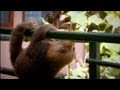 Baby Sloths Learning to Climb 