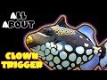 All About The Clown Trigger