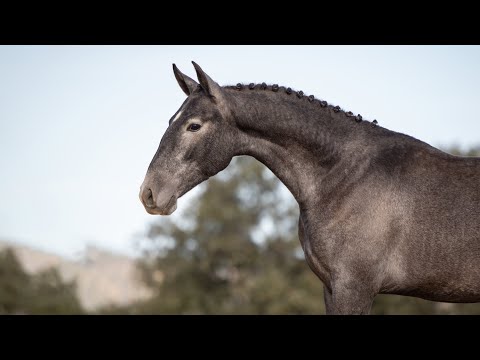 Horse for Sale |  Athletic Lusitano youngster with top mind - Soberano bloodlines (REF#808)