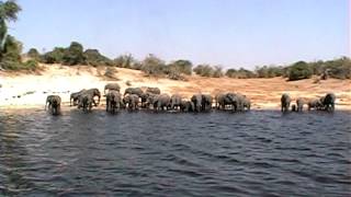 preview picture of video 'Elephant Herds on the Riverbank.mp4'