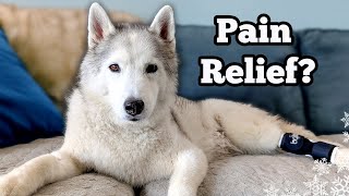 FINALLY! Pain Relief for Our Senior Husky? 🙏 Memphis's PRP Therapy Story & Cost!