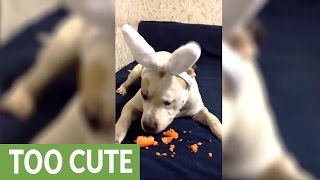 animale iepurasului ii plac morcovii