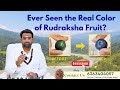 Ever Seen The Real Color Of Rudraksha Fruit Nature Reveals RudraTree Rudraksha And Gemstones