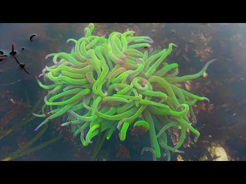 Coastal Foraging - Rock Pooling and Beach Combing