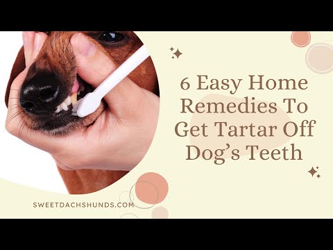 YouTube video about: How to remove dog teeth tartar?