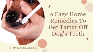 6 Easy Home Remedies To Get Tartar Off Dog’s Teeth