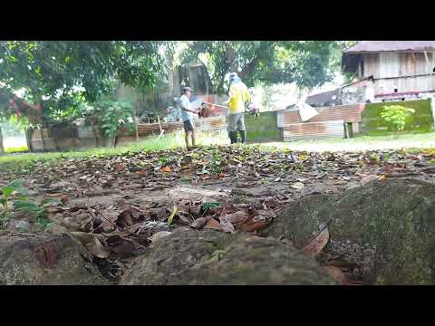 P1-Grasscutter sa gilid ng palay at bakuran| #simplengbuhayprobinsya #buhaysabukid #kabukid