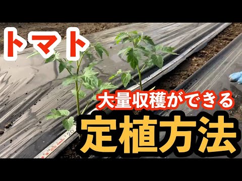 4月末にトマトを植えることはできますか？それらをうまく植えるにはどうすればよいでしょうか？簡単なビデオガイド  庭園